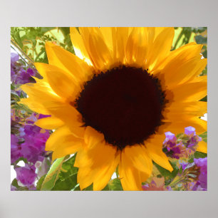 Poster Tournesol de soleil