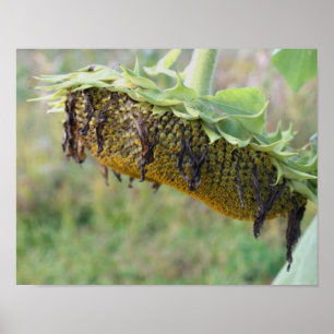 Poster Tournesol défraîchi