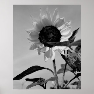Poster Tournesol en noir et blanc