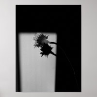 Tournesol et ombre - Photographie noir et blanc