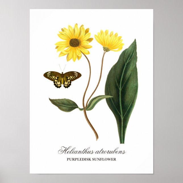 Poster Tournesol et papillon botaniques vintages (Devant)