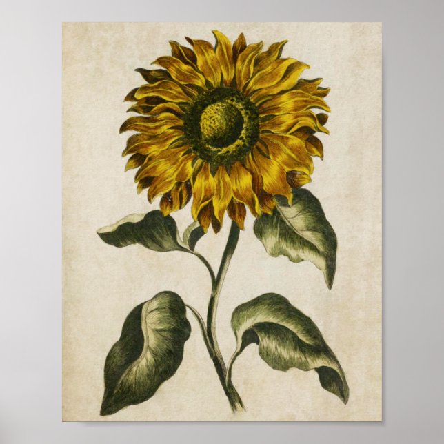 Poster Tournesol floral vintage (Devant)