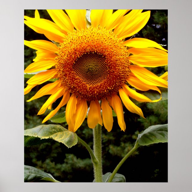 Poster Tournesol géant, fleur jaune (Devant)