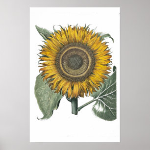 Poster Tournesol Hortus Eystettensis, 1713 Petit