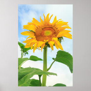 Poster Tournesol, jardin communautaire, Moses Lake, WA, U