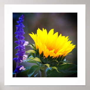 Poster Tournesol jaune vif Sauge russe violette Photo