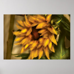 Poster Tournesol - le tournesol