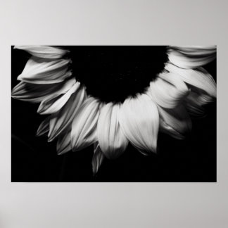 Poster Tournesol noir et blanc