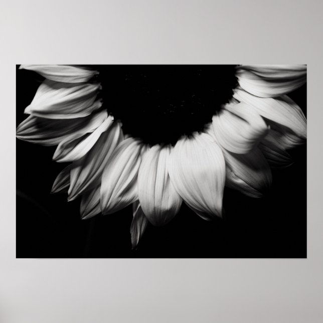 Poster Tournesol noir et blanc (Devant)