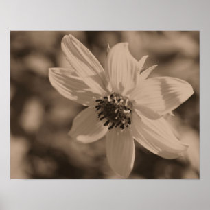 Poster Tournesol Petite En Sépiie Vintage