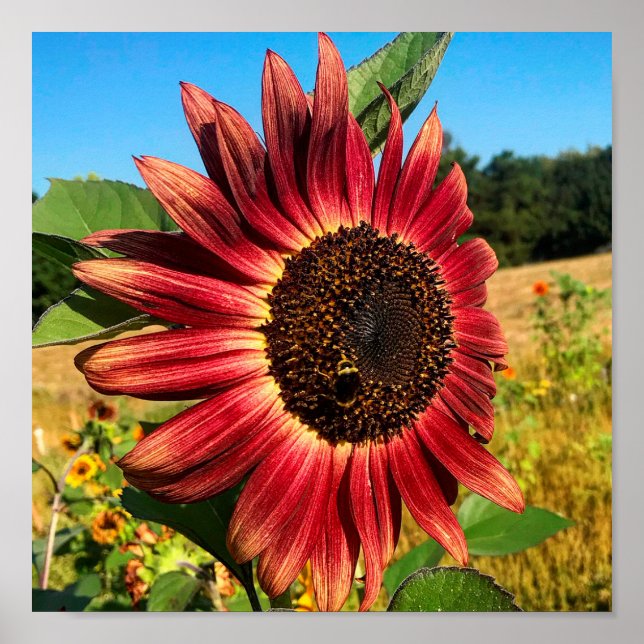 Poster Tournesol rouge avec abeille (Devant)