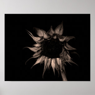 Poster Tournesol - Sepia Fine Art Photographie Cool uniqu