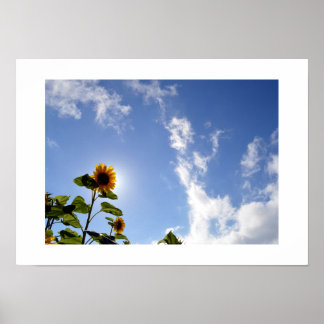 Poster Tournesol & Soleil