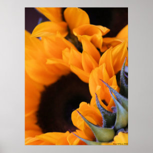 Poster Tournesol Soleil d'Été