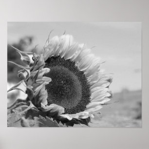 Poster Tournesol souriant floral noir blanc imprimé