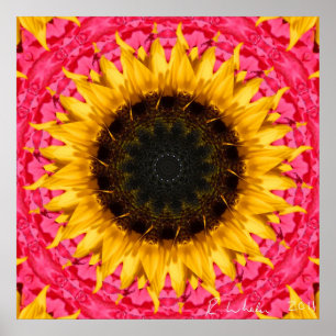 Poster Tournesol tournant