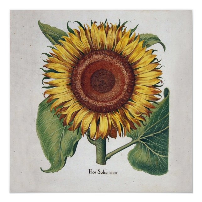 Poster Tournesol Vintage Damas Fleur Art (Devant)