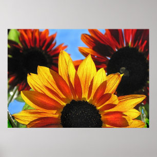 Poster Tournesols