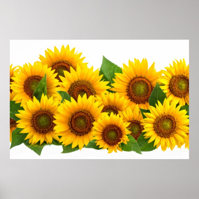 Poster Tournesols (Devant)