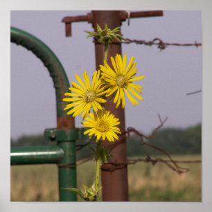 Poster Tournesols communs à la porte