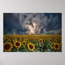 Tournesols Dans Une Tempête
