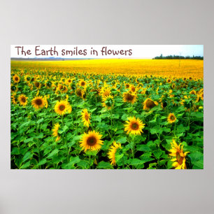 Poster Tournesols de sourire par TDGallery