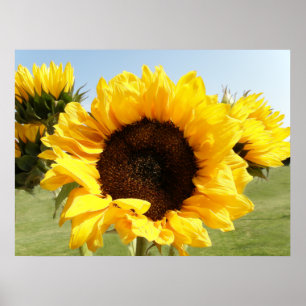 Poster Tournesols jaunes