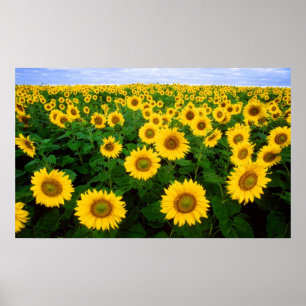 Poster Tournesols pour toujours