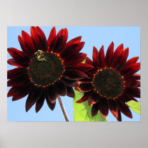 Poster Tournesols Queen Velvet