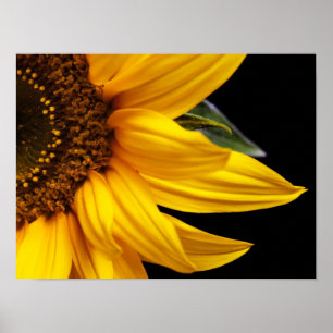 Poster Tournesols - Tournesol Customisé Modèle blanc