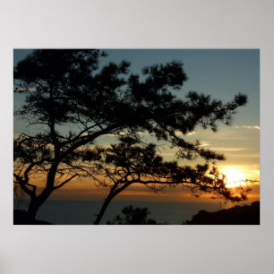 Poster Tourrey Pine Sunset I California Paysage