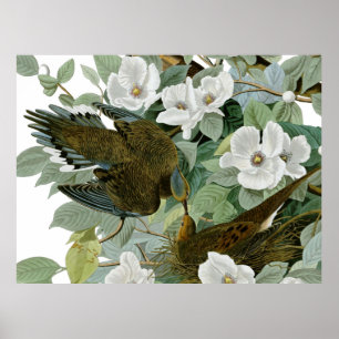 Poster Tourterelle triste de Caroline Audubon