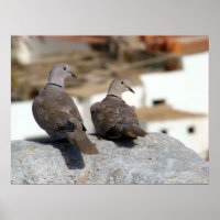 Tourterelles en Betancuria. Fuerteventura.