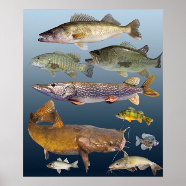 Poster tous les poissons de gibier (Devant)