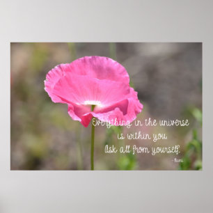 Poster Tout le pavot