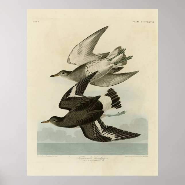 Poster Townsend's Sandpiper - Audubon's Birds of America (Devant)