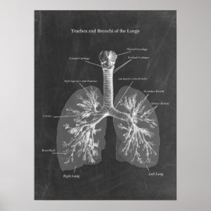 Poster Trachée d'anatomie pulmonaire et Bronchi