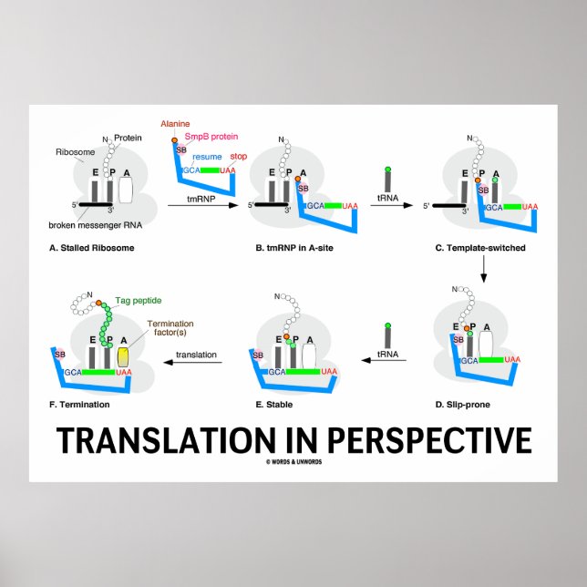 Poster Traduction en perspective (protéine de biologie de (Devant)
