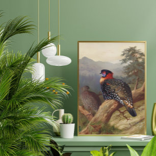 Poster Tragopan occidental, Illustrations d'oiseaux