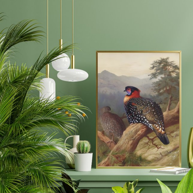 Poster Tragopan occidental, Illustrations d'oiseaux (Créateur téléchargé)