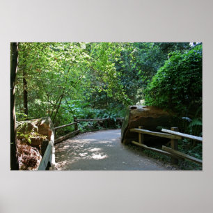 Poster "Trail Break", Muir Woods