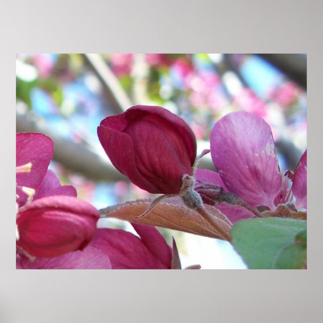 Poster Tranquilo (Devant)