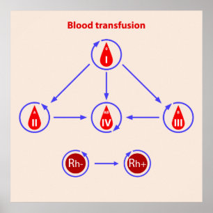 Poster transfusion sanguine infographic
