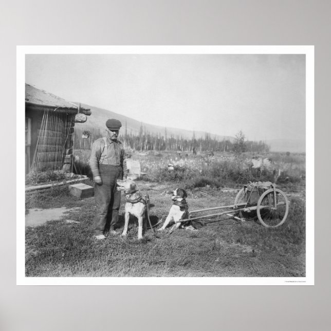 Poster Transport de chiens de l'Alaska 1916 (Devant)