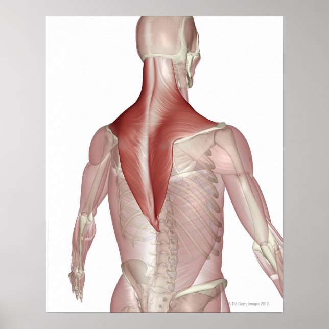 Poster Trapezius (Devant)