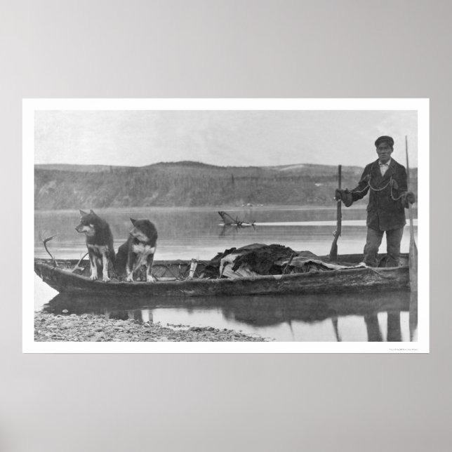 Poster Trapper avec des hanches et des chiens Alaska 1906 (Devant)