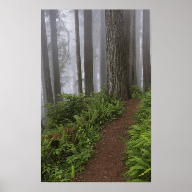 Poster Traversée de séquoias géants noyés (Devant)