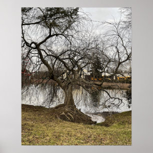 Poster Tree by Pond