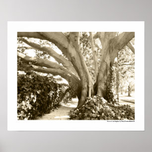 Poster Tree Fine Art Photo Black White Sepia Los Angeles