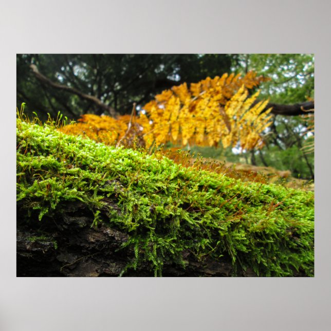 Poster Tree Trunk in Lush Moss - Personalised (Devant)